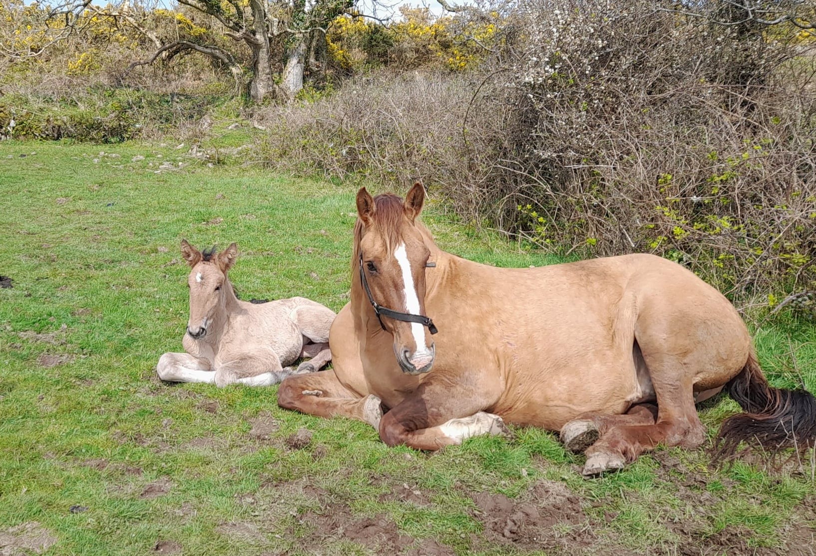 Mizen Irish Draught & Traditional Sport Horses